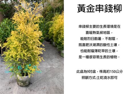 黃金串錢柳枯萎|觀葉植物迷交流站 